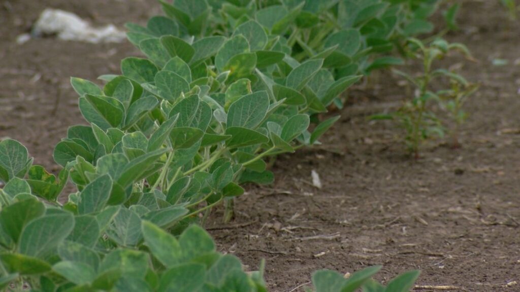 Illinois’ soil conservation funding stagnates amid recent high-profile dust storms