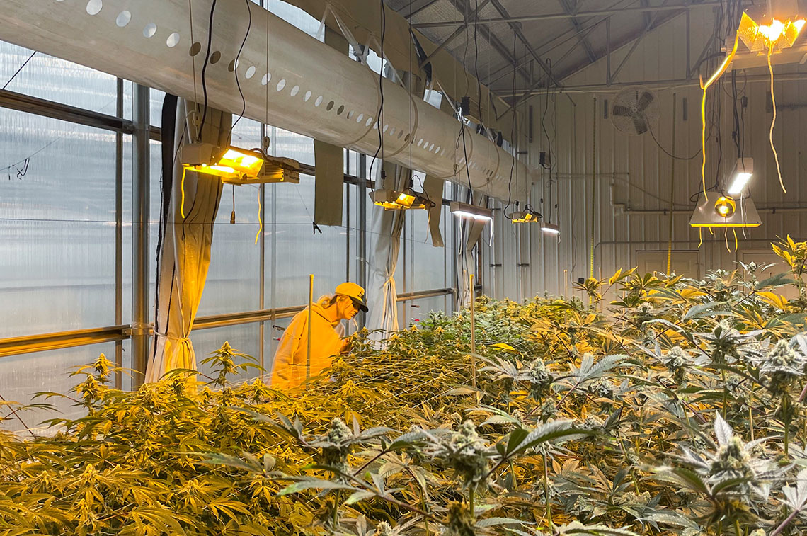 Anna Ward looks at a hemp plants
