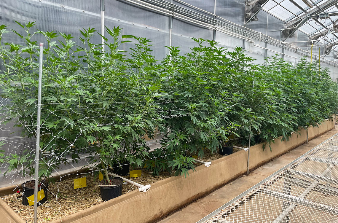 mature hemp plants