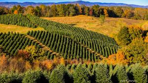 U.S. Forest Service to cut $391M