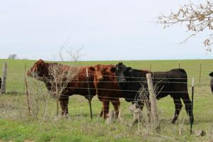 As Texas becomes 7th state to ban lab-grown meat, Trump’s FDA, USDA advance it
