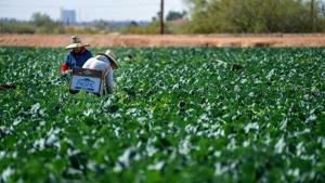 Economists question necessity of farm bailout, say tariffs don't help