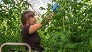 Labor Department fines California grower for violations